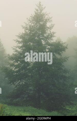 Ontano con vegetazione lussureggiante nella nebbia mattutina. Paesaggio mistico - alberi decidui nella nebbia all'alba. Verticale. Foto Stock