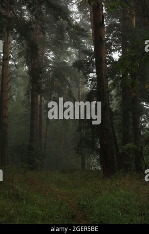 Mattina nebbia in una pineta. Percorso forestale tra pini in una foresta mistica nebbia. Paesaggio estivo tronchi di pino attraverso la nebbia. All'aperto. Foto Stock