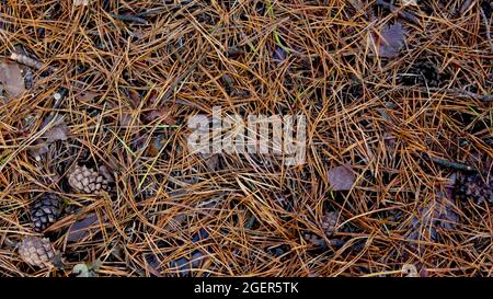 Aghi e coni di pino caduti asciutti. Terreno naturale marrone della foresta nella pineta autunno. Foto Stock