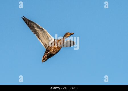 Un mallardo femminile (Anas platyrhynchos) con le sue ali sparse in volo durante una giornata estiva soleggiata. Foto Stock