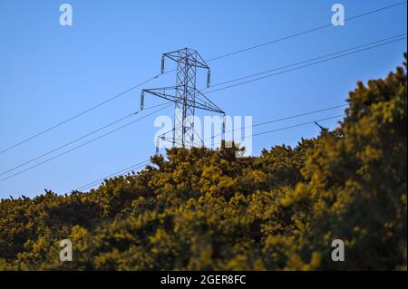 Bella vista di mattina presto delle linee elettriche con il pilone di trasmissione di energia elettrica e fioritura giallo gorse catturato prima dell'alba nella foresta di Ticknock Foto Stock