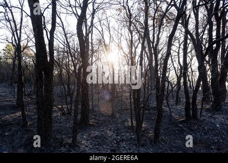 Var, Francia. 21 Agosto 2021. Danni dopo l'incendio della foresta nel massiccio di Maures nel sud della Francia tra Saint-Tropez e Vidauban il 21 agosto 2021 a Var, Francia. Photo by Florian Escoffier/ABACAPRESS.COM Credit: Abaca Press/Alamy Live News Foto Stock