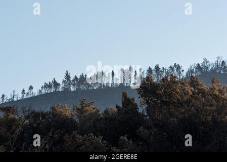 Var, Francia. 21 Agosto 2021. Danni dopo l'incendio della foresta nel massiccio di Maures nel sud della Francia tra Saint-Tropez e Vidauban il 21 agosto 2021 a Var, Francia. Photo by Florian Escoffier/ABACAPRESS.COM Credit: Abaca Press/Alamy Live News Foto Stock