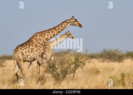 Giraffe (Giraffa camelopardalis angolensis) al Parco Nazionale Etosha, Namibia, Africa. Foto Stock