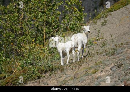 Pecora, madre e figlio, Yukon Foto Stock