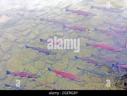 Salmone Sockeye selvatico nella natura Alaska Foto Stock