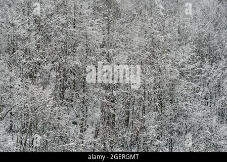 Vista elevata della foresta di montagna innevata Foto Stock