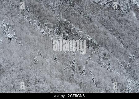 Vista elevata della foresta di montagna innevata Foto Stock