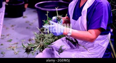 Piante di canapa CBD produzione di petrolio. Piante di cannabis in campo agricolo. Lavoratore che rimuove le foglie dal ramoscello Foto Stock