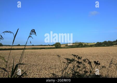 Vista sui campi da North Downs Way / Pilgrims Way verso Arpinge da North Downs, Folkestone, Kent, Inghilterra, Regno Unito Foto Stock