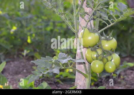 Una pianta di pomodoro che cresce con l'aiuto di bambù essiccato con pomodori crudi piantati Foto Stock