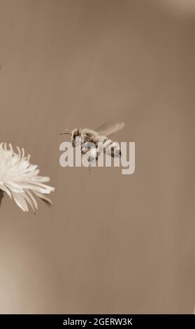 Ape su un fiore selvatico, nella campagna di Pampas, provincia la Pampa, Patagonia, Argentina. Foto Stock