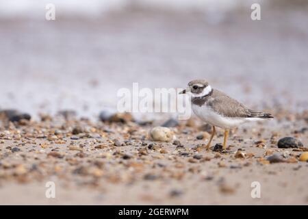 Ringed Plover (Charadrius hiaticula) Winterton Norfolk GB UK Agosto 2021 Foto Stock