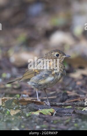 Robin (Erithacus rubecula) Norfolk UK GB Giugno 2021 Foto Stock