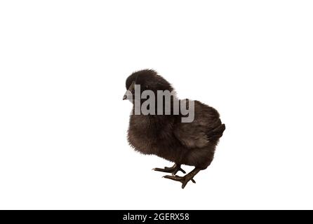 Pulcino nero neonato isolato su sfondo bianco Foto Stock