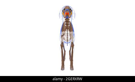 Buccinator Muscle Dog Muscle Anatomy for Medical Concept 3D Illustration Foto Stock