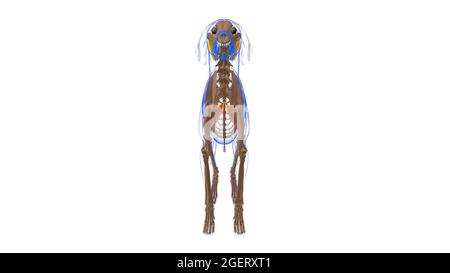 Adductor muscolo Dog anatomia muscolare per concetto medico 3D Illustrazione Foto Stock