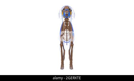 Biceps Femoris muscolo cane Anatomia per concetto medico illustrazione 3D Foto Stock