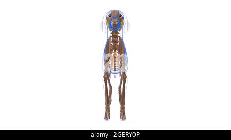 Gracilis muscolo cane anatomia muscolare per concetto medico 3D Illustrazione Foto Stock