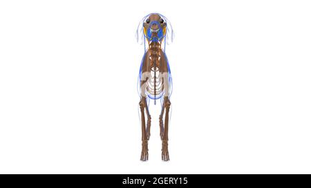 Longissimus Capitis muscolo cane Anatomia per concetto medico 3D Illustrazione Foto Stock