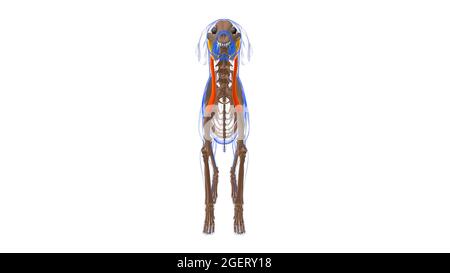 Cleidomastoideus muscolo del cane Anatomia per concetto medico illustrazione 3D Foto Stock