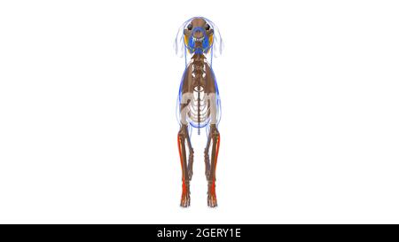 Extensor digitorum lateralis UN muscolo Dog Muscle Anatomy for Medical Concept 3D Illustration Foto Stock