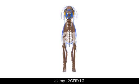 Extensor digitorum lateralis B Muscle Dog Muscle Anatomy for Medical Concept 3D Illustration Foto Stock