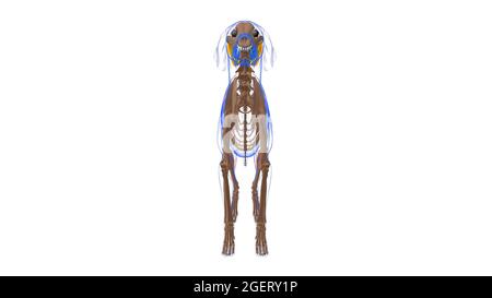 Gastrocnemius muscolo cane Anatomia muscolare per concetto medico 3D Illustrazione Foto Stock