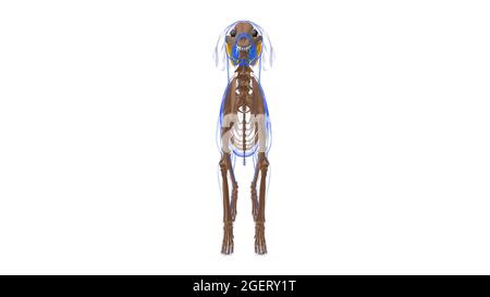 Gluteus Medius Muscle Dog Muscle Anatomy for Medical Concept 3D Illustration Foto Stock