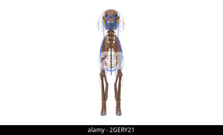 Muscolo interscapolare Anatomia del muscolo del cane per concetto medico illustrazione 3D Foto Stock