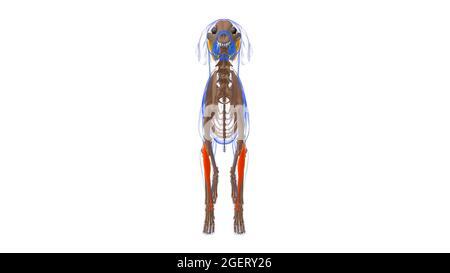 Extensor Carpi Radialis Muscle Dog Muscle Anatomy for Medical Concept 3D Illustration Foto Stock