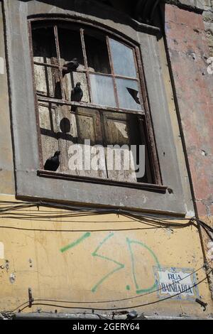 Piccioni in piedi su una finestra rotta di un vecchio edificio a Porto, Portogallo Foto Stock