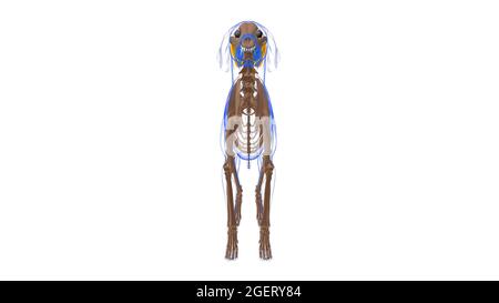 Oblichus Capitis Caudalis Muscle Dog Muscle Anatomy for Medical Concept 3D Illustration Foto Stock