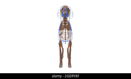 Tbialis Cranialis Muscle Dog Muscle Anatomy for Medical Concept 3D Illustration Foto Stock