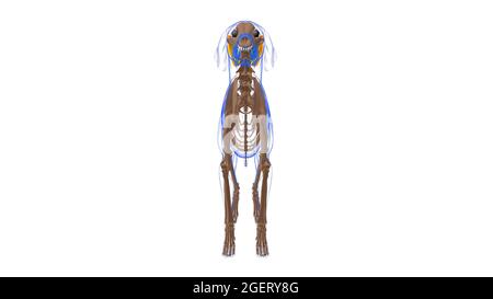 Divaricatore Anguli oculi lateralis muscolo cane Anatomia per concetto medico illustrazione 3D Foto Stock