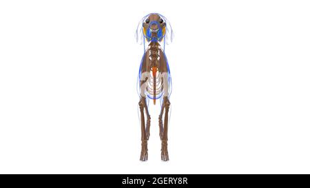 Muscolo della coda Anatomia del muscolo del cane per concetto medico illustrazione 3D Foto Stock