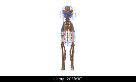 Serratus Dorsalis Caudalis Muscle Dog Muscle Anatomy for Medical Concept 3D Illustration Foto Stock