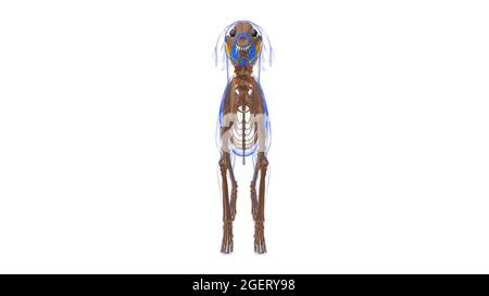 Rhomboideus muscolo cane anatomia muscolare per concetto medico 3D Illustrazione Foto Stock