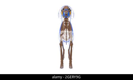 Rectus Capitis Muscle Dog Muscle Anatomy for Medical Concept 3D Illustration Foto Stock