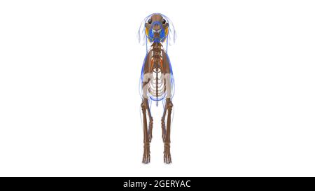 Serratus Dorsalis Cranialis muscolo cane Anatomia per concetto medico illustrazione 3D Foto Stock