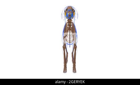 Vastus intermedius muscolo Dog muscolare Anatomia per concetto medico illustrazione 3D Foto Stock