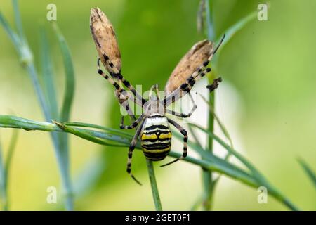 Illustrazione raffigura un ragno di vespa (Argiope bruennichi) in un giardino a Lierde, sabato 21 agosto 2021. FOTO DI BELGA NICOLAS MAETERLINCK Foto Stock