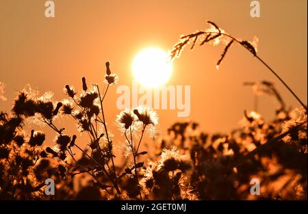 Il Millet solletico il Sole Foto Stock