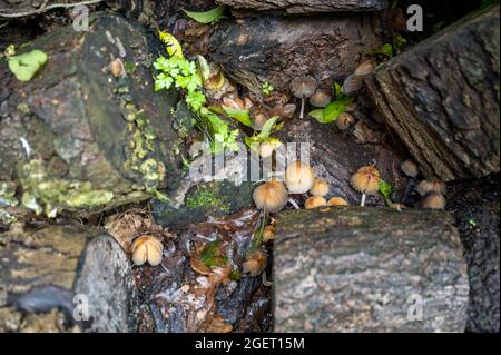 Un certo numero di piccoli funghi che crescono tra i tronchi in un mucchio umido di tronchi all'inizio dell'autunno. Foto Stock