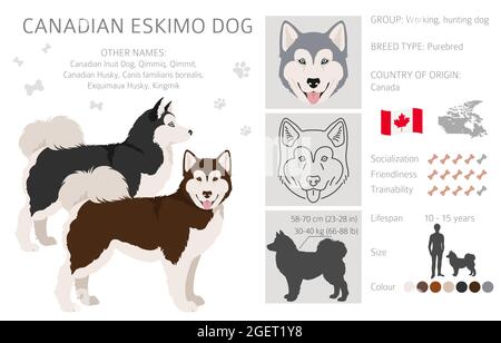 Canadian Eskimo cane clipart. Pose diverse, colori del cappotto impostati. Illustrazione vettoriale Illustrazione Vettoriale