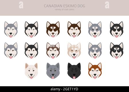 Canadian Eskimo cane clipart. Pose diverse, colori del cappotto impostati. Illustrazione vettoriale Illustrazione Vettoriale