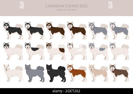 Canadian Eskimo cane clipart. Pose diverse, colori del cappotto impostati. Illustrazione vettoriale Illustrazione Vettoriale