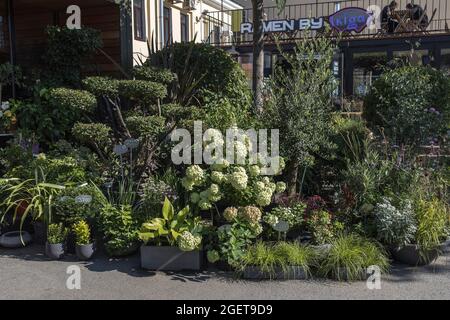 San Pietroburgo, Russia - 9 agosto 2021, Hydrangea e vari arbusti in vaso in un negozio di fiori per la vendita e la decorazione Foto Stock