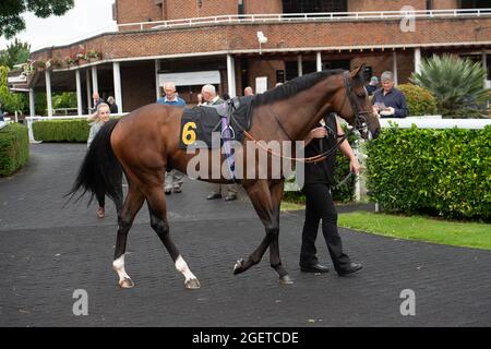 Sunbury-on-Thames, Middlesex, Regno Unito. 20 Agosto 2021. Master of Souls in the Parade Ring prima dell'Unibet New Instant Roulette Novice Stakes (Classe 5). Allenatore Peter Chapple-Hyam, Newmarket. Credit: Maureen McLean/Alamy Foto Stock