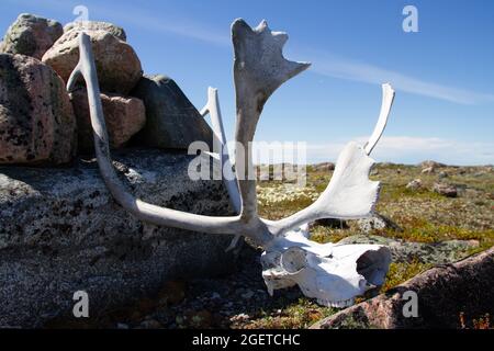 Palchi Caribou con cranio parziale trovati sulla tundra artica in estate vicino a un cumulo di roccia, vicino ad Arviat, Nunavut Foto Stock